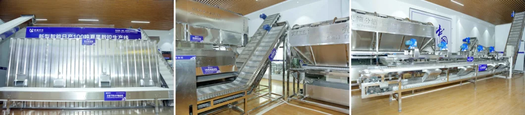 Food Grade Material Large Macadamia Nuts Sorting Peeling Drying Processing Line